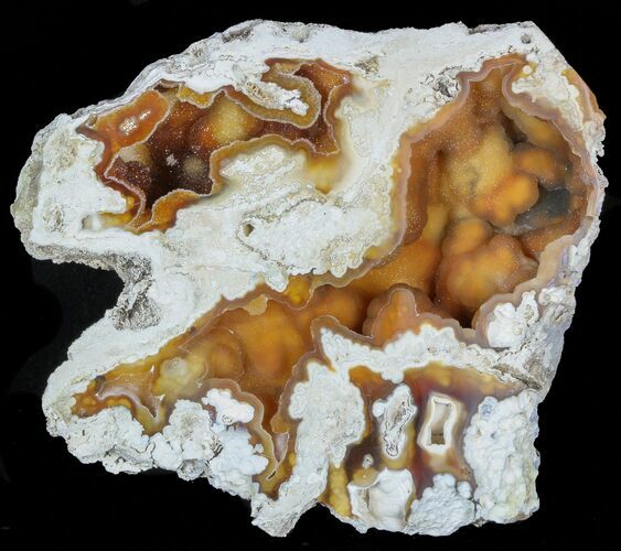 Agatized Fossil Coral Geode With Druzy Crystals - Florida #57711